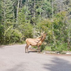 Rocky Mountain Elk